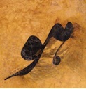 آواتار کاربر